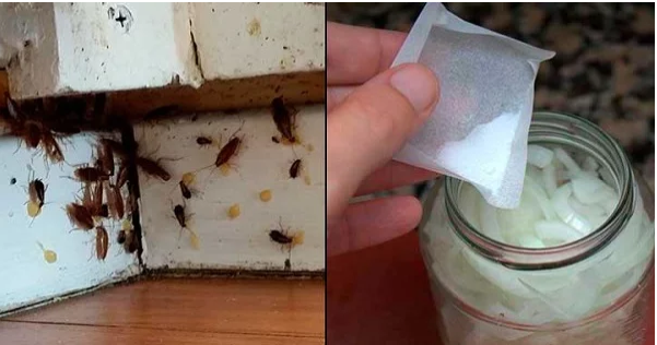 Bunu Evimin Köşelerine Koydum Ertesi Sabah Tüm Hamam Böcekleri