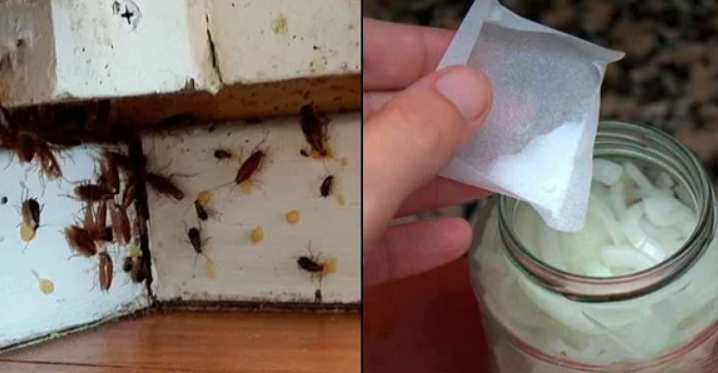 Bunu Evimin Köşelerine Koydum Ertesi Sabah Tüm Hamam Böcekleri