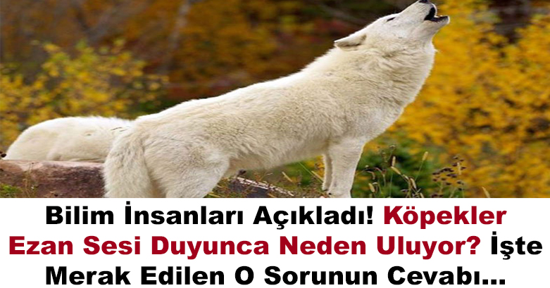 Ezan Okunurken Köpekler Neden Ulur Ve Havlar?