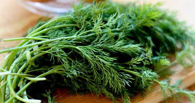 Dereotunun Bu Faydaları Bilseniz Evinizden Eksik Etmezdiniz