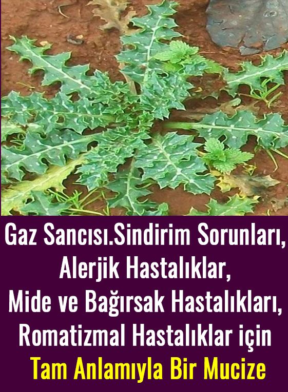 Bu Otu Herkes Yesin 40 Derde Deva, Bilmeyenlere Duyurun