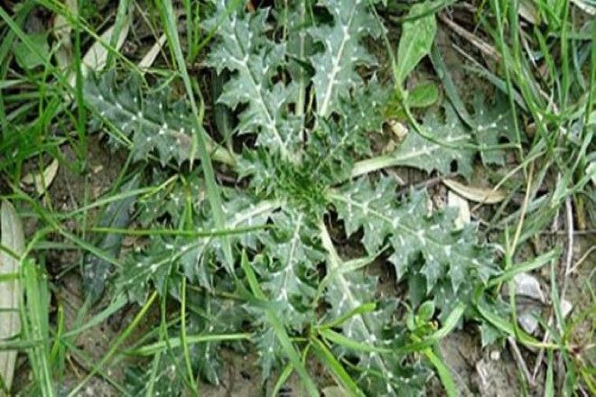 Bu Otu Herkes Yesin 40 Derde Deva, Bilmeyenlere Duyurun