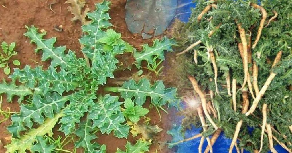 Bu Otu Herkes Yesin 40 Derde Deva, Bilmeyenlere Duyurun