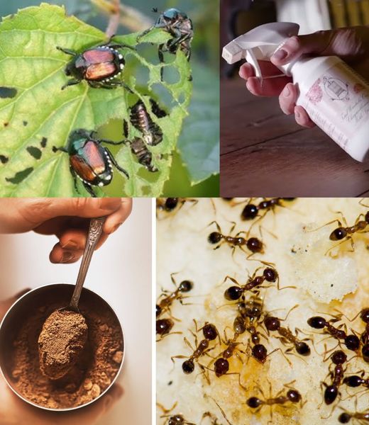 Güveler, böcekler ve karıncalar nasıl yok edilir