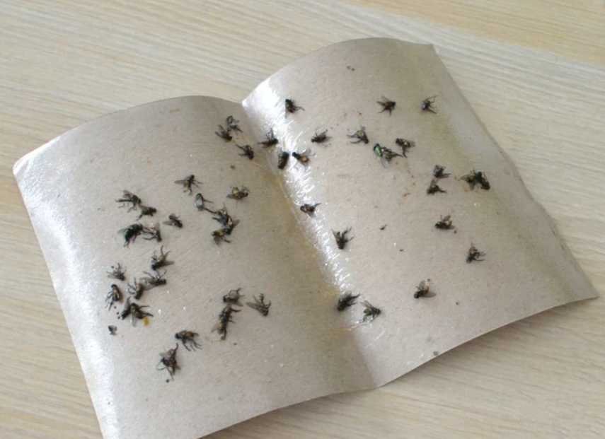 Güveler, böcekler ve karıncalar nasıl yok edilir