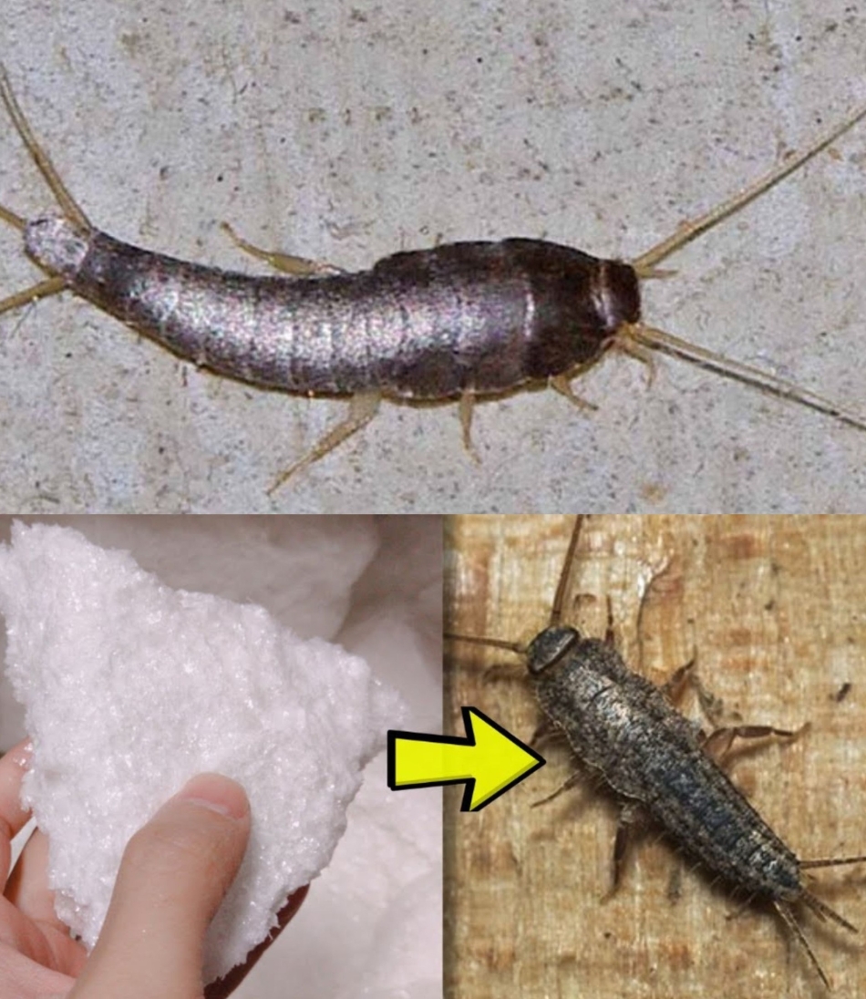 Gümüş böceğinden kolayca kurtulun