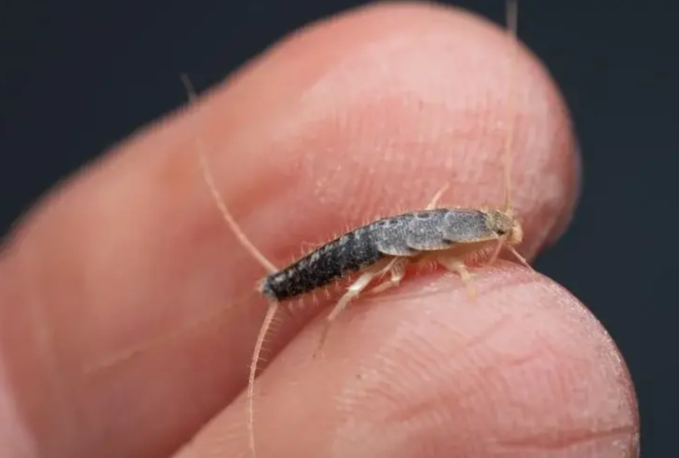 Gümüş böceğinden kolayca kurtulun