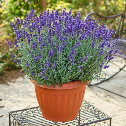 Gümüş böceğinden kolayca kurtulun