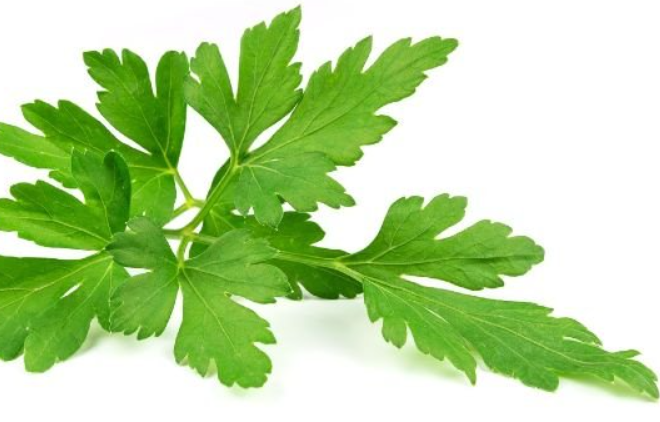 Maydanozu böyle saklayın