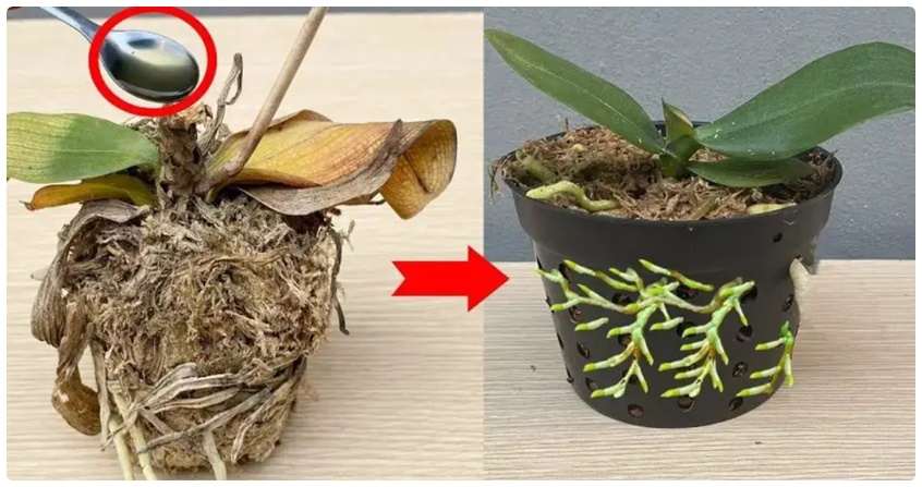 Çürümüş orkideleri anında canlandıran mucize çare