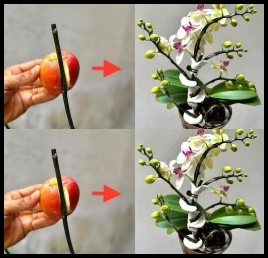 Aynı dalda birçok orkide dalı büyüyecek