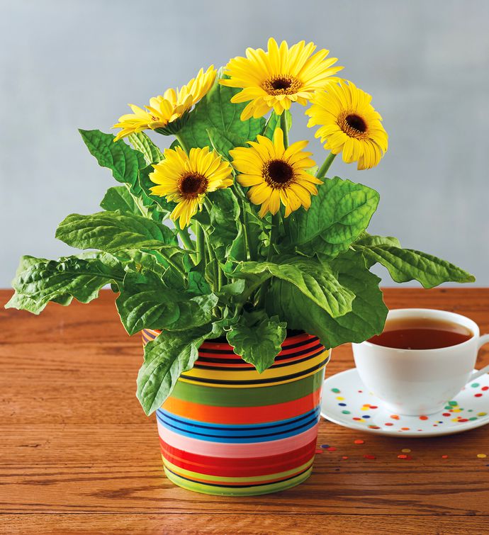 Hastalıkları Kendine Hapseden Bu Çiçek Her Evde Olmalı