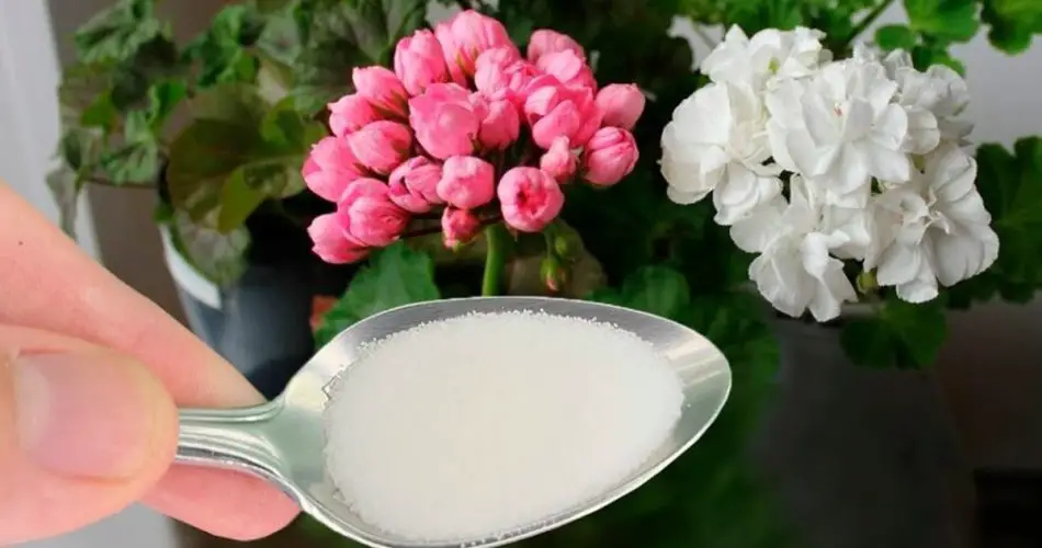 BU MALZEMEDEN BİR KAŞIK DOLUSU VE ÇİÇEKLENME MUHTEŞEM OLACAK