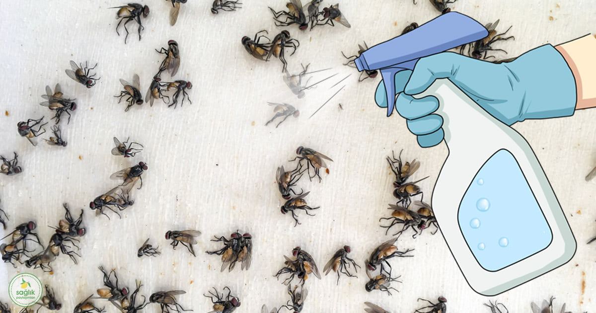 Sinek, Sivrisinek ve Hamam Böceğinden 2 Dakikada Kurtaran Sprey