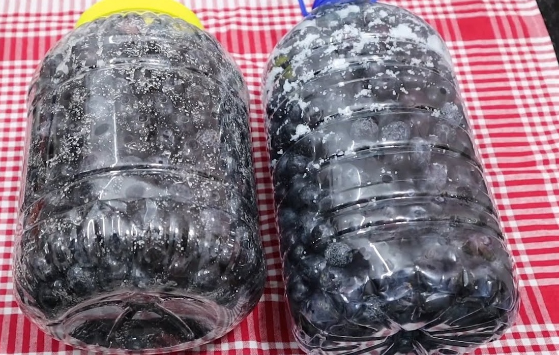 Ev Yapımı Kuru Sele Ve Salamura Zeytin Tarifi