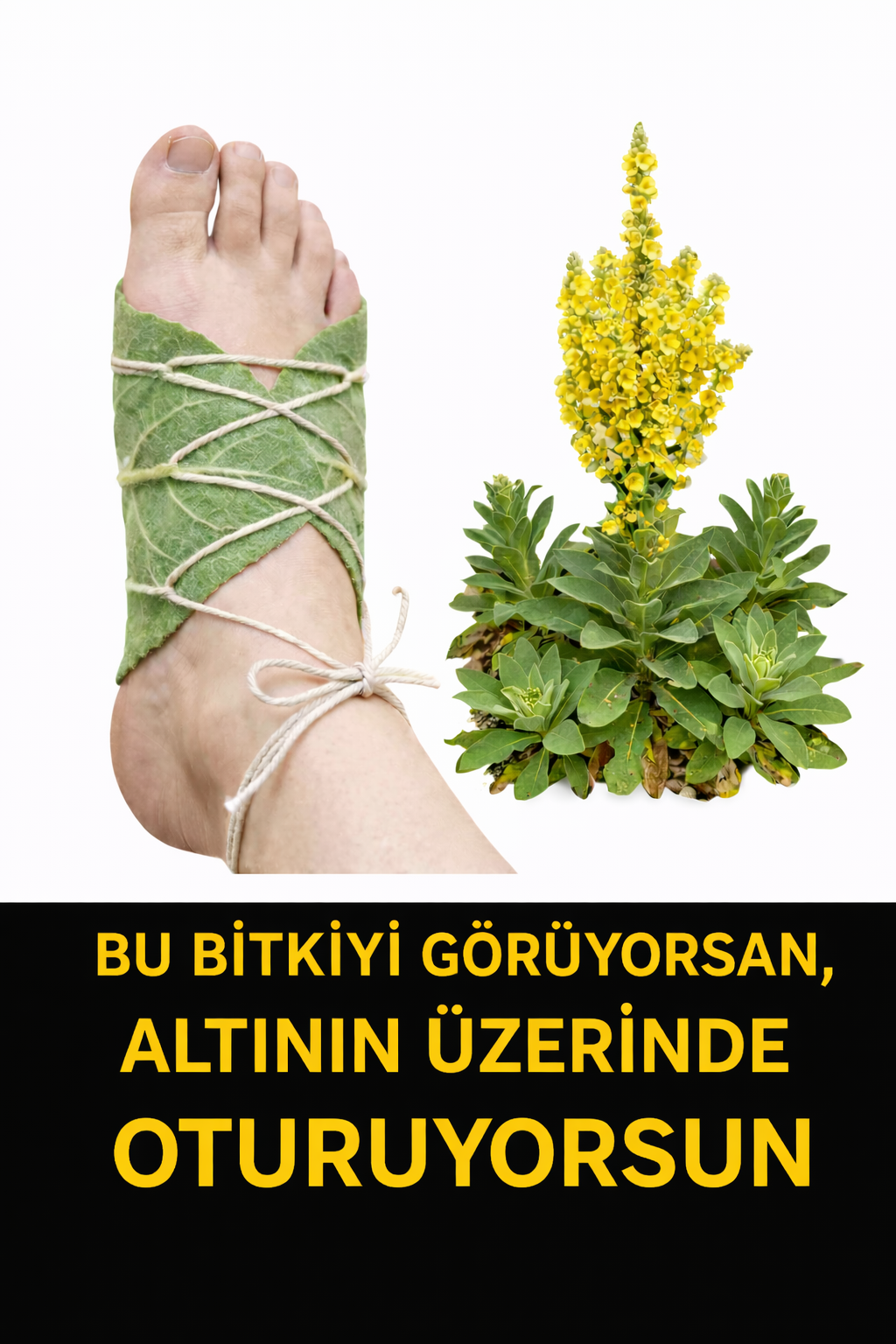 Bu bitkiyi görüyorsan, altının üzerinde oturuyorsun