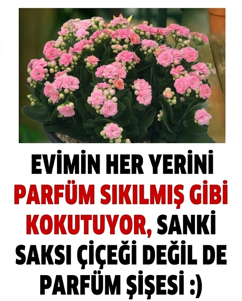 Evinizi Sürekli Güzel Kokutacak 3 Çiçek