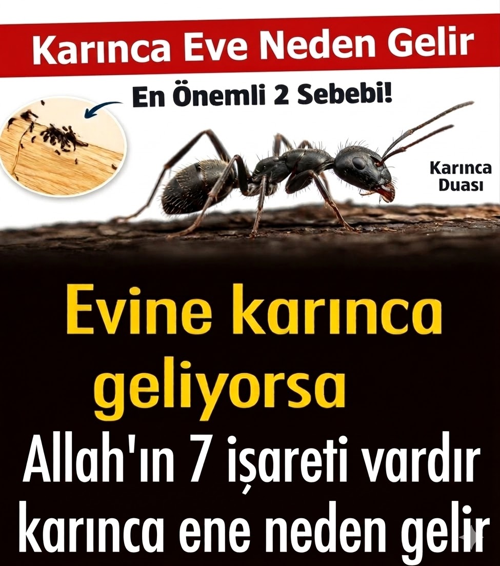 Karıncanın Sessiz Duası: Hanenize Gelen 7 Manevi Mesaj