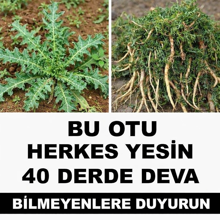 Şifalı Bitkiler Arasında En Çok Konuşulan Ot