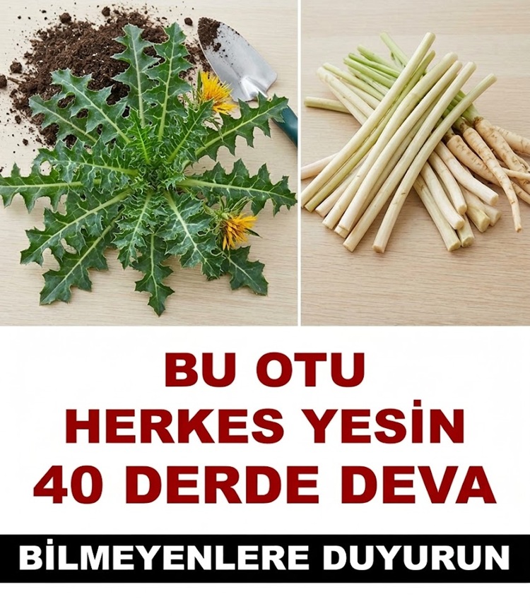 Şifalı Bitkiler Arasında En Çok Konuşulan Ot