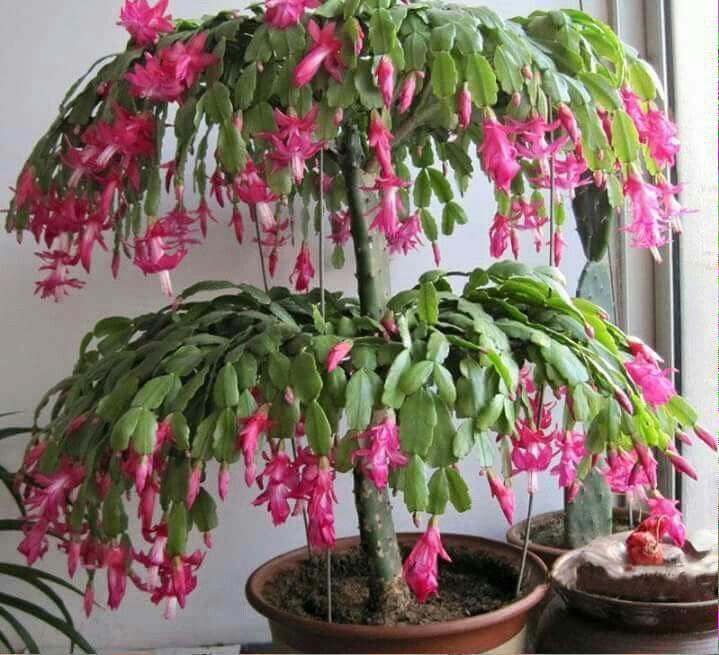 YILBAŞI ÇİÇEĞİ DAHA ÇOK ÇİÇEK NASIL AÇAR?