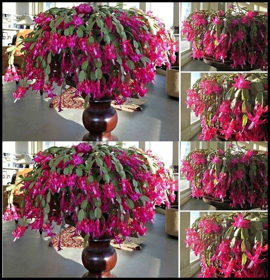 Yılbaşı çiçeğinize bunu yaparsanız aylarca  çiçek açar ve coşar