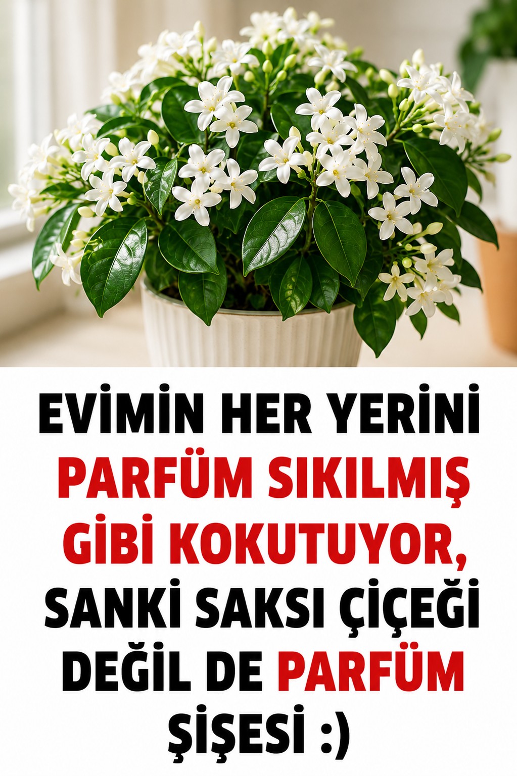 Parfüm Gibi Kokan En Güzel Salon Bitkisi!