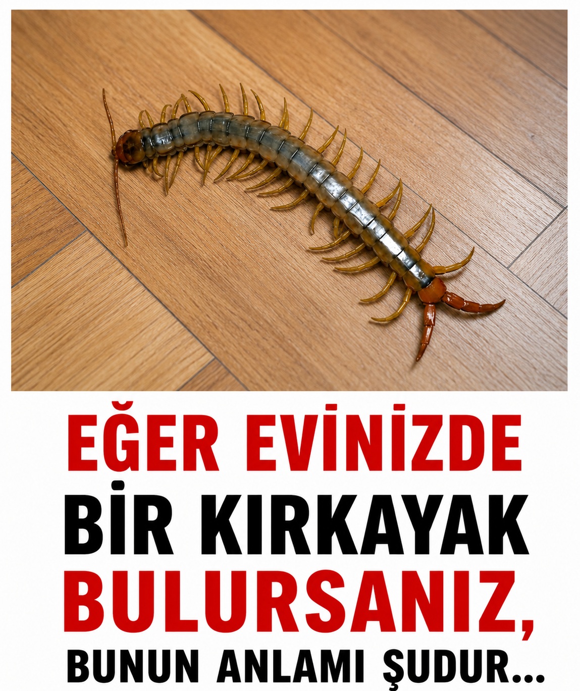 Eğer evinizde bir kırkayak bulursanız, bunun anlamı şudur